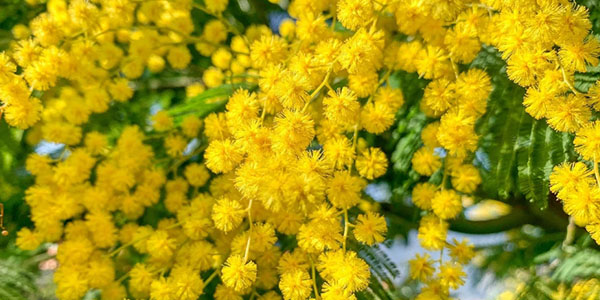 Festa della donna